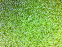 Glass filter media
